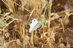 Pontia glauconome