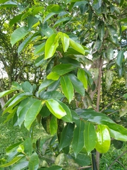 Annona muricata