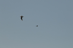 Chroicocephalus ridibundus