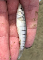Fundulus similis