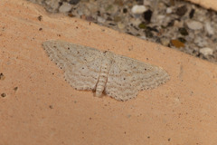 Idaea elongaria