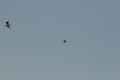 Chroicocephalus ridibundus