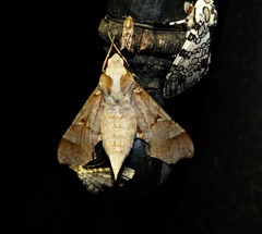 Callionima grisescens