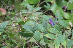Vicia venosa baicalensis
