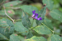 Vicia venosa baicalensis