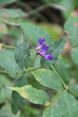 Vicia venosa baicalensis