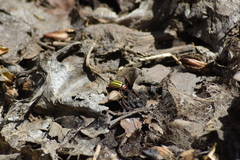 Disonycha pluriligata