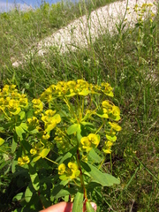 Euphorbia stepposa