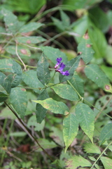 Vicia venosa baicalensis