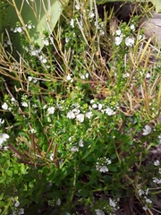 Veronica serpyllifolia serpyllifolia
