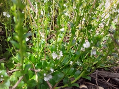 Veronica serpyllifolia serpyllifolia