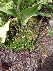 Veronica serpyllifolia serpyllifolia