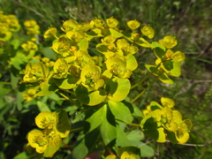 Euphorbia stepposa