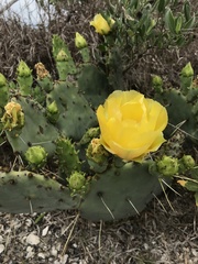 Opuntia fusco-atra