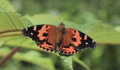 Vanessa tameamea