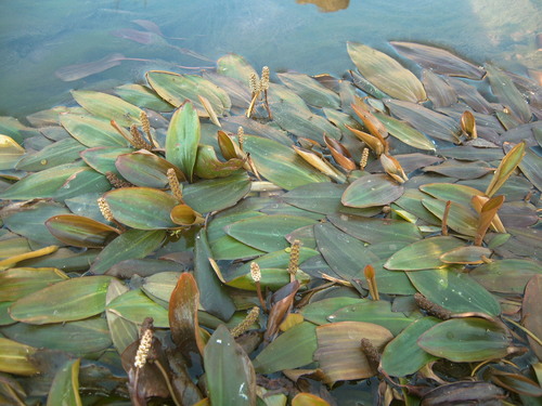 Potamogeton polygonifolius image