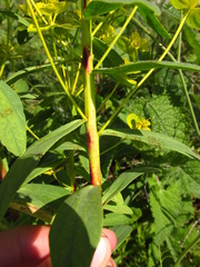 Euphorbia stepposa