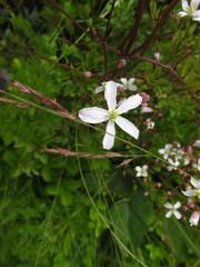 Clematis lathyrifolia