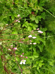 Clematis lathyrifolia