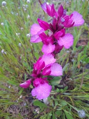 Anacamptis papilionacea grandiflora