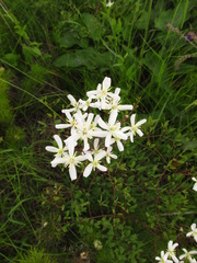Clematis lathyrifolia