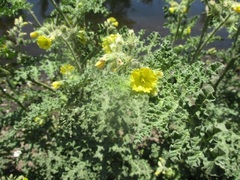 Solanum fructu-tecto