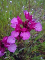 Anacamptis papilionacea grandiflora