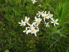 Clematis lathyrifolia
