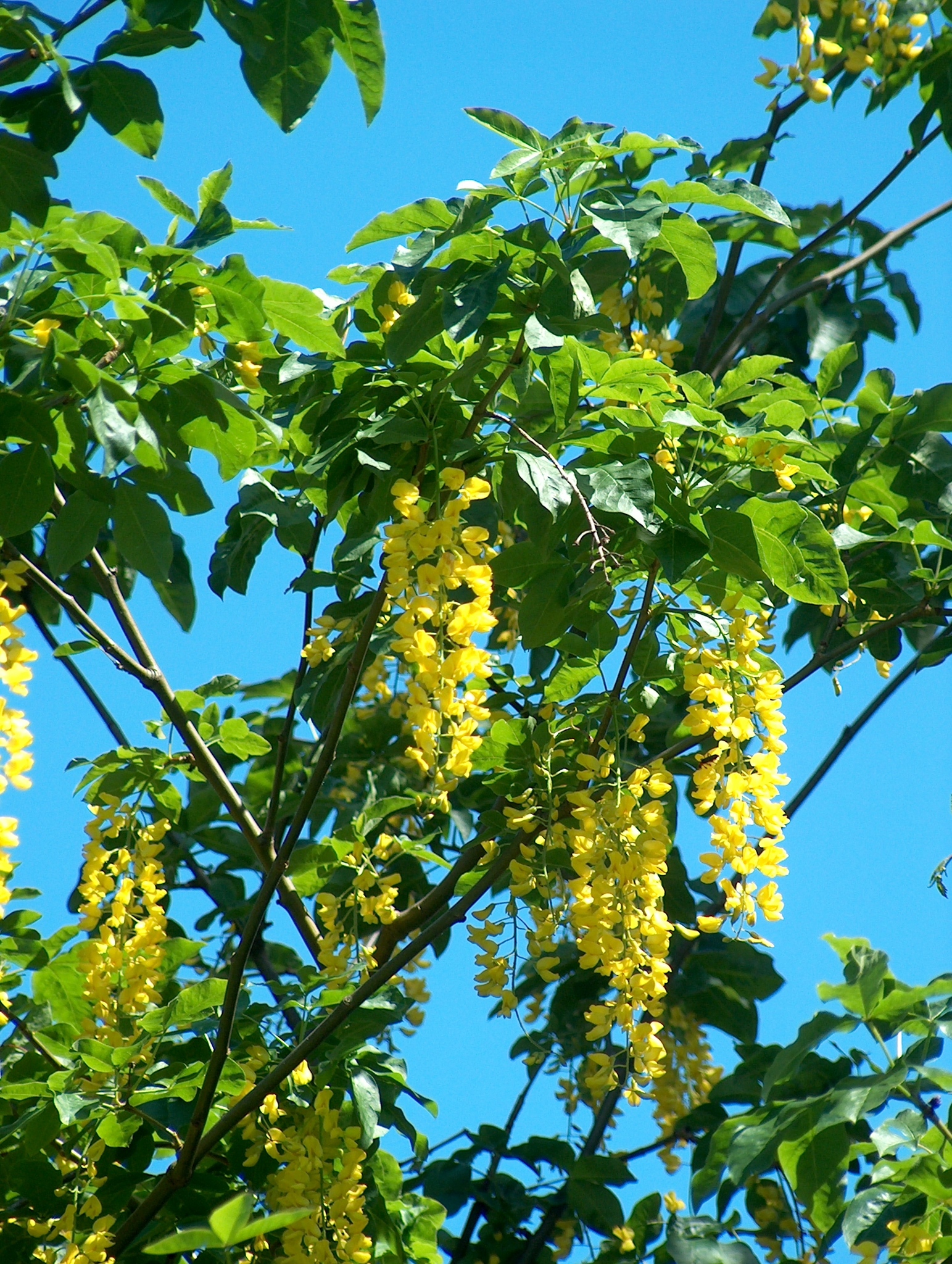 Laburnum
