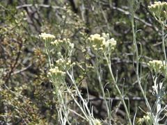 Senecio filaginoides