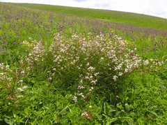 Clematis lathyrifolia