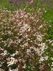 Clematis lathyrifolia