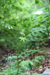 Vicia balansae