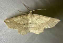 Euchlaena marginaria
