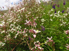 Clematis lathyrifolia