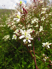Clematis lathyrifolia