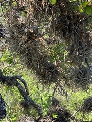 Tillandsia recurvata
