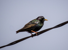 Sturnus vulgaris