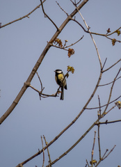 Parus major