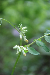 Vicia balansae