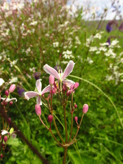 Clematis lathyrifolia