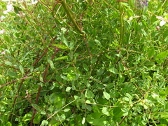 Clematis lathyrifolia