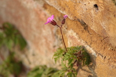 Geranium robertianum