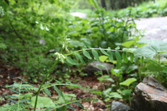 Vicia balansae
