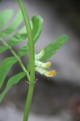 Vicia balansae
