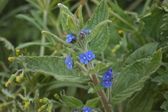 Pentaglottis sempervirens