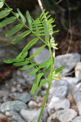 Vicia balansae