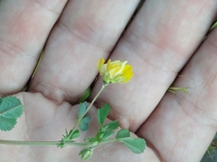Medicago
