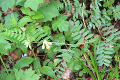 Vicia balansae