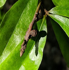 Kokkocynips difficilis